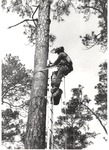 2643.11-02 Inserting Red-cockaded Woodpecker (RCW) Cavity - Sam Houston National Forest by United States Forest Service