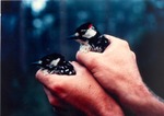 2643.11-03 Red-cockaded Woodpecker (RCW) Pair In Hand - National Forests and Grasslands in Texas