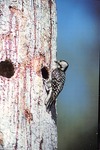 2643.11-03 Red-cockaded Woodpecker (RCW) Near Cavity - National Forests and Grasslands in Texas by United States Forest Service