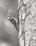 2643.11-04-1 Red-cockaded Woodpecker (RCW) Tree - National Forests and Grasslands in Texas 1991 by United States Forest Service