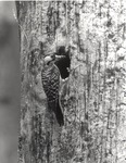 2643.11-04-3 Red-cockaded Woodpecker (RCW) Cavity - National Forests and Grasslands in Texas