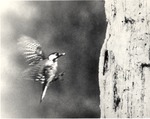 2643.11-08 Red-cockaded Woodpecker (RCW) Flying Into Cavity - National Forests and Grasslands in Texas