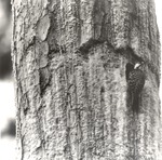 2643.11-09 Red-cockaded Woodpecker (RCW) Ragtown - Sabine National Forest by United States Forest Service