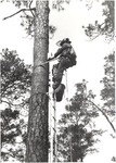 2643.11-11 Inserting Red-cockaded Woodpecker (RCW) Cavity Box - Sam Houston National Forest by United States Forest Service