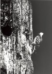 2643.11-13 Red-cockaded Woodpecker (RCW) Pair - National Forests and Grasslands in Texas by United States Forest Service